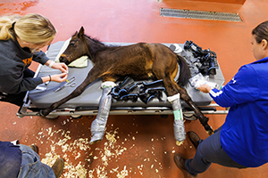 Vet Team works on Baby Seven while laying on cot.