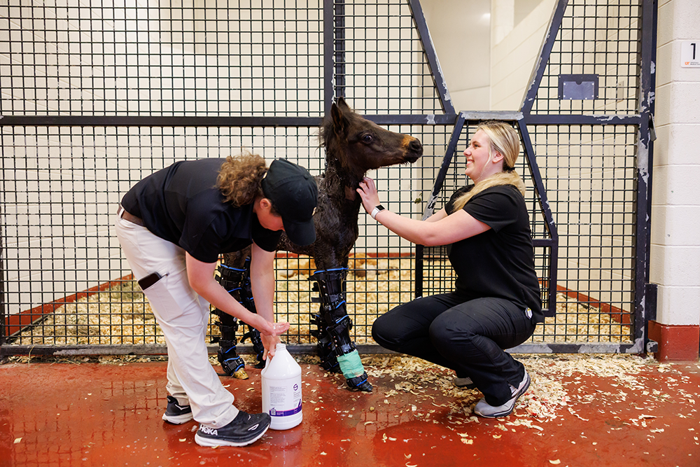 Zoe Grace Stoloff, Veterinary Nurse 2, and Lexie Blair, veterinary technician intern, give Baby Seven a bath inside the UTCVM Veterinary Medical Center’s Equine Hospital.