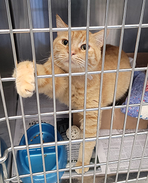 Orange cat in a cage in a shelter.