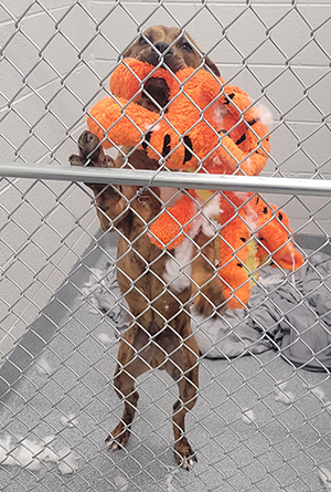 Brown dog holding orange stuffed animal in kennel at the shelter.