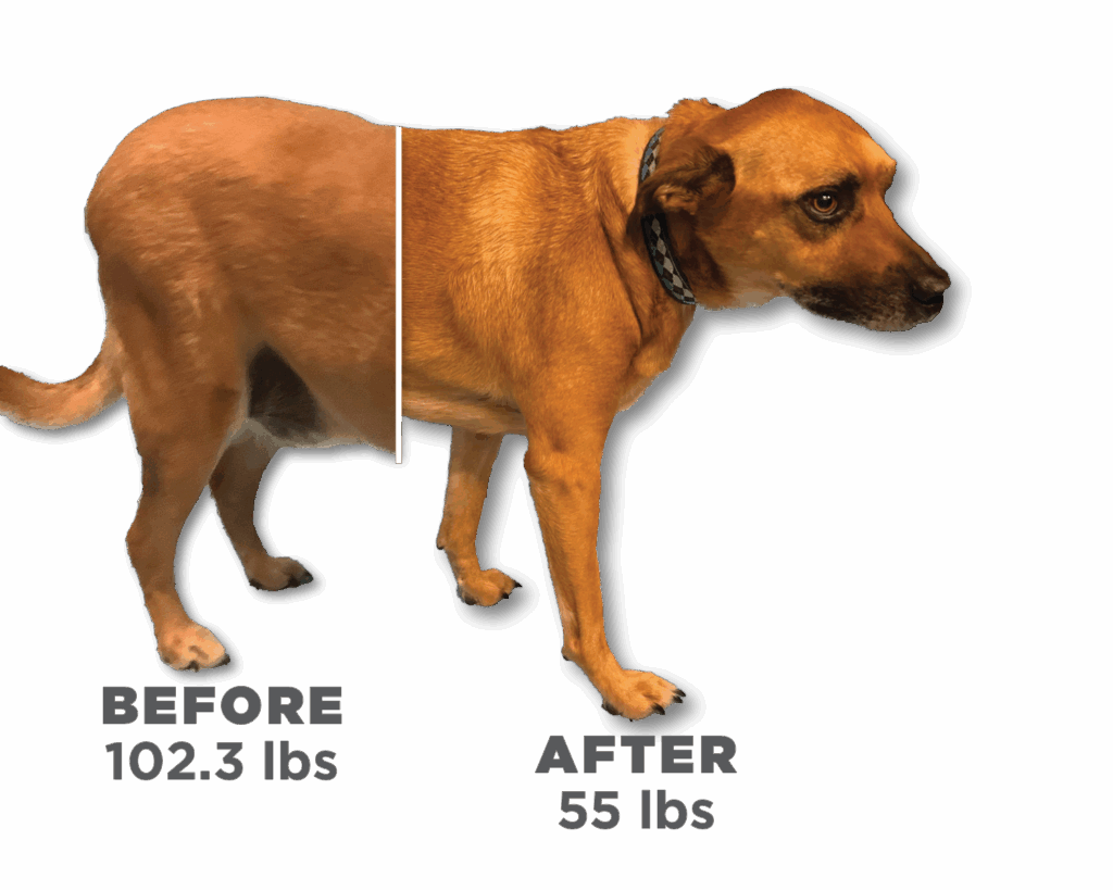 Bentley in a before and after photo of his weight loss.