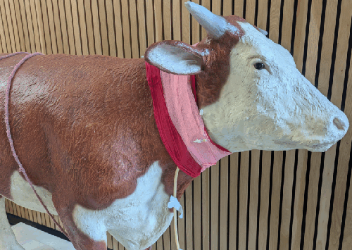 Bovine model in the simulation lab.
