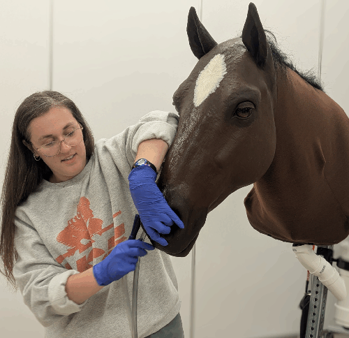 Emma Cody, a fourth-year student, practices passing a nasogastric tube in a horse model. The model allows students to experience the difficulty of differentiating between the esophagus and the trachea. Should the tube be misdirected into the airway, aspiration pneumonia can occur.