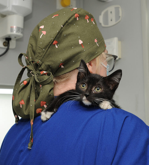 Kitten waiting on health check and vaccine appointment with our CAIT team.
