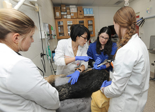 Dr. Tamamoto-Mochizuki and Judy Hagan document results of an allergy skin test on a dermatology patient during a clinical exam.