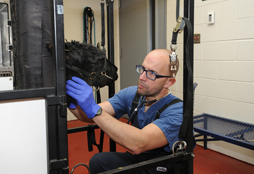 Dr. Mulon examining a Llama at UTCVM.
