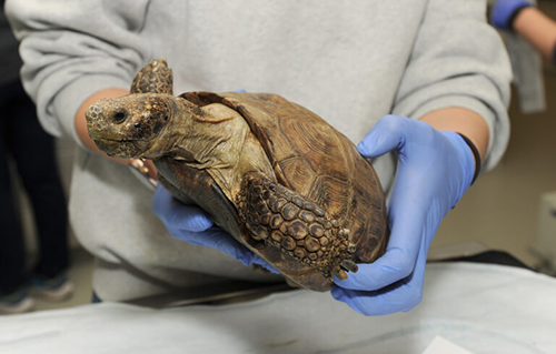 A clinical exam on a tortoise.