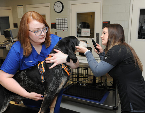 Hannah Cruz Enriquez loving on Smokey X during a physical exam in our Community Practice service.