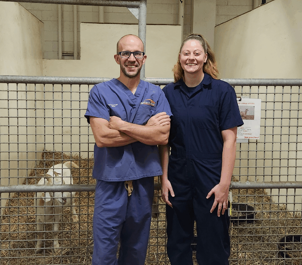 Emilee Cramer, DVM class of 2027, stands with her mentor, Pierre Yves Mulon, in front of a pen of goats. Cramer and Mulon conducted a retrospective study about fractures in small ruminants.