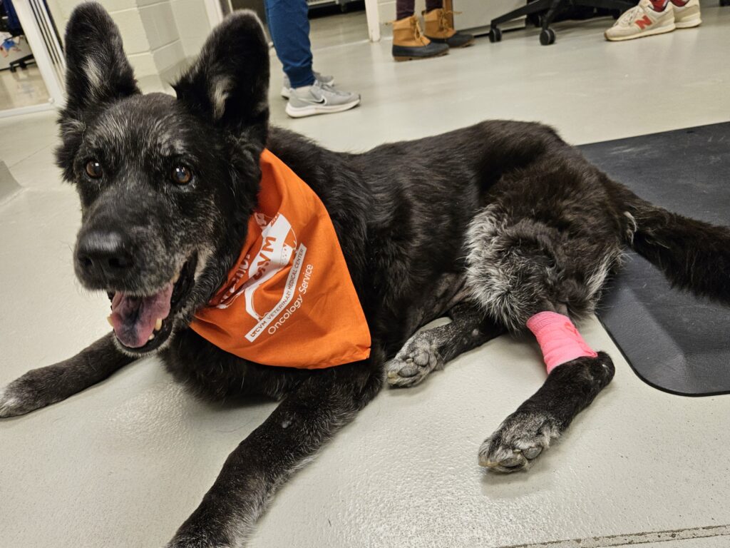 Fenway cancer survivor visiting UTCVM.