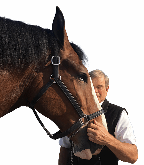 Professor Emeritus Dennis Geiser hugging an Aneheuser-Busch's Clydesdale.