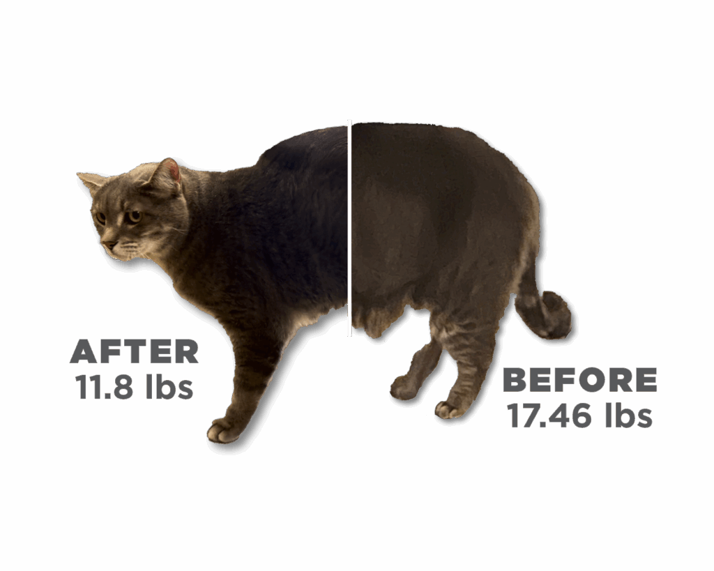 Gumbo's before and after image of weight loss journey.