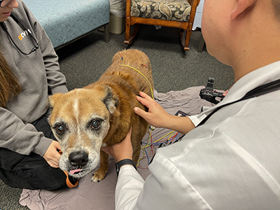 Older brown and white dog being held while getting acupuncture in the clinic.