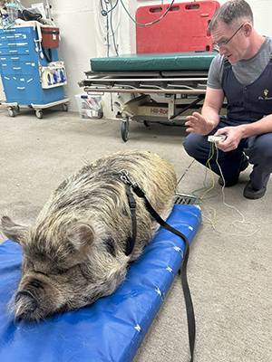 White and brown pig laying on a mat with a harness getting acupuncture.
