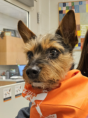 Razzy UTCVM Cancer survivor visits the clinic.