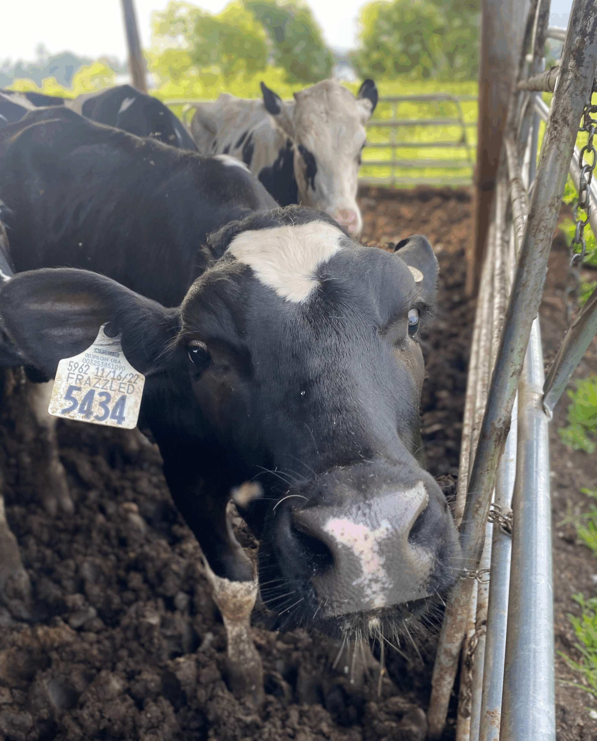 Heifers donated blood for the study