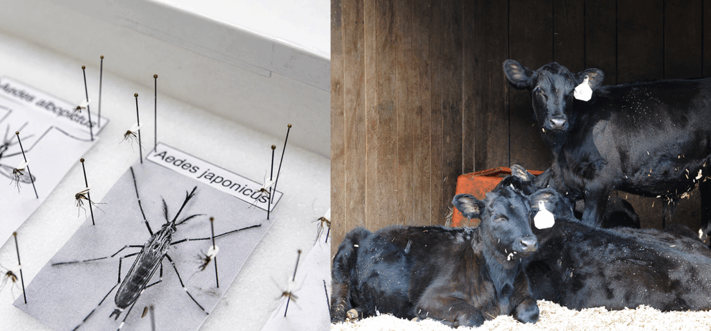 Images of bugs in a display and a herd of black cows resting in a barn.