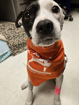 LuLu cancer survivor visiting UTCVM.