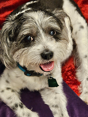 Razzy cancer survivor visits UTCVM.