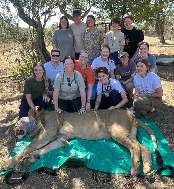 Dr. Courtney Dickson, adjunct clinical instructor, (first row, second from left) and Dr. Marcy Souza, professor & associate dean of outreach, (back row, center) with UTCVM students, volunteers, and Kenso the lion in South Africa.
