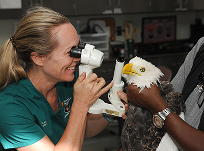 Dr. Braidee Foote examines Challenger’s eyes at a post-surgery appointment.