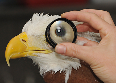 Challenger during a consultation with avian care staff.
