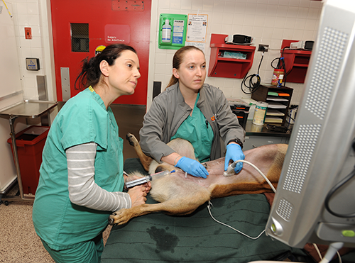 During a gastropexy surgery, the dog is having an ultrasound.
