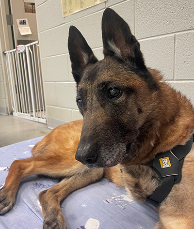 Layka, a military working dog, a fierce warrior and decorated war hero.