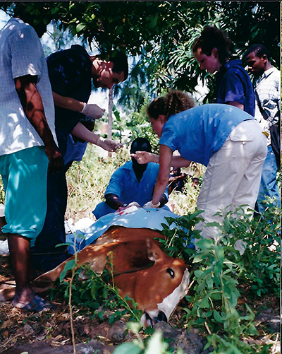 Students perform a cesarean section on a cow in Zanzibar.