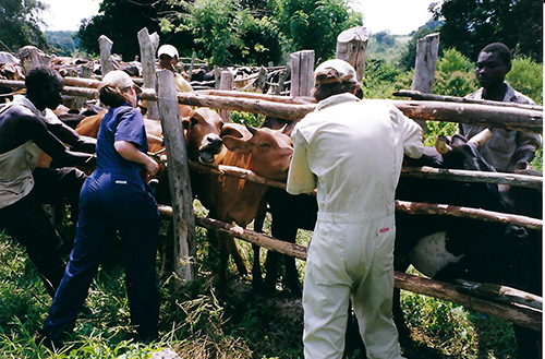 Students help vaccinate cattle in South America.