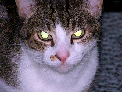 A cat with glowing eyes sitting in a picture.