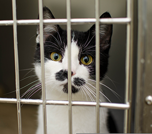 Black and white cat in a kennel.