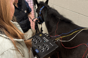 Small dark horse being held while getting acupuncture.