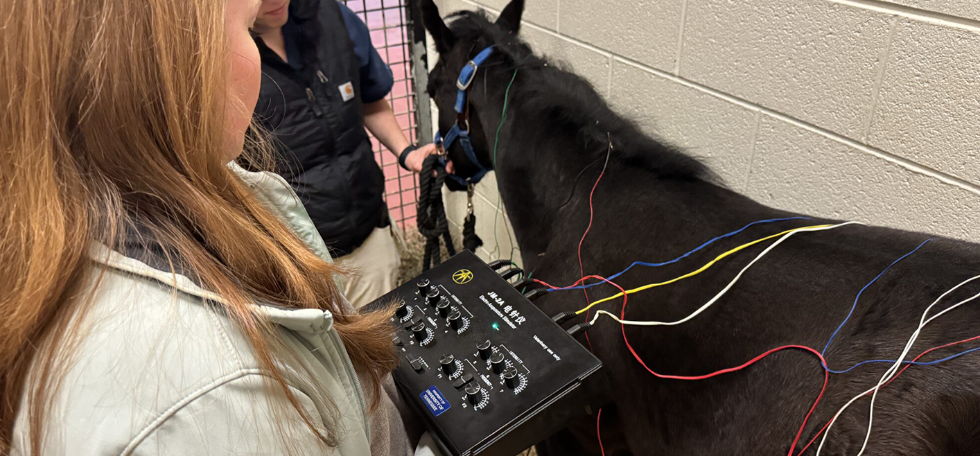 Small dark horse being held while getting acupuncture.