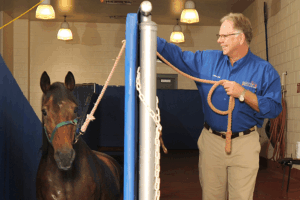 Steve Adair working with a horse in the water treadmill