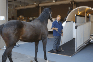 Professor Emeritus Dennis Geiser, leads horse into UTCVM.