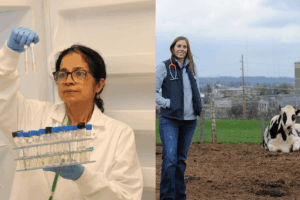 Dr Rajeev in a lab and Dr Lear in a field with a black and white cow.