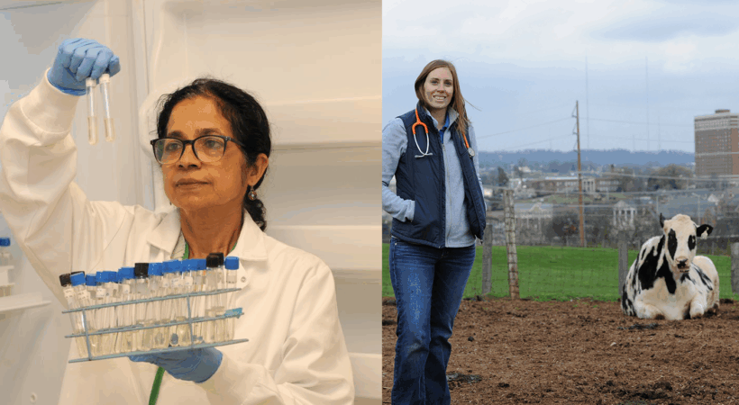 Dr Rajeev in a lab and Dr Lear in a field with a black and white cow.