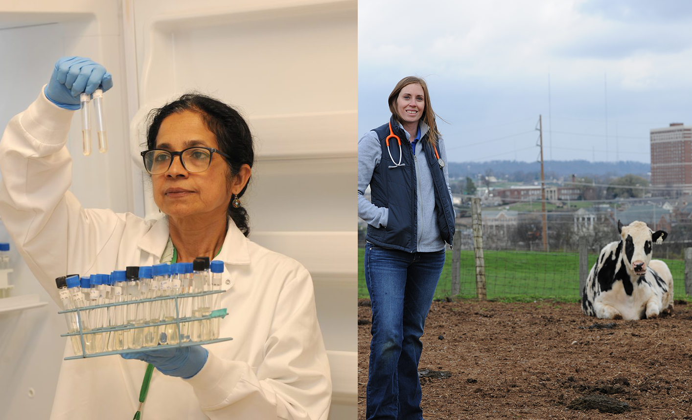 Dr Rajeev in a lab and Dr Lear in a field with a black and white cow.