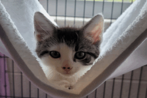 Black and white Kitty in a hammock in a cage.