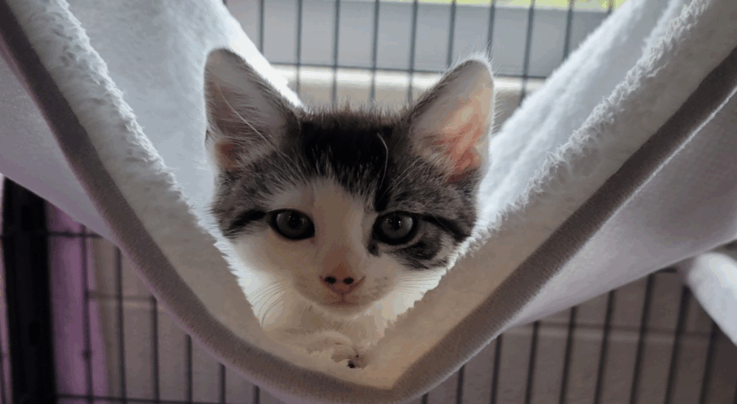 Black and white Kitty in a hammock in a cage.