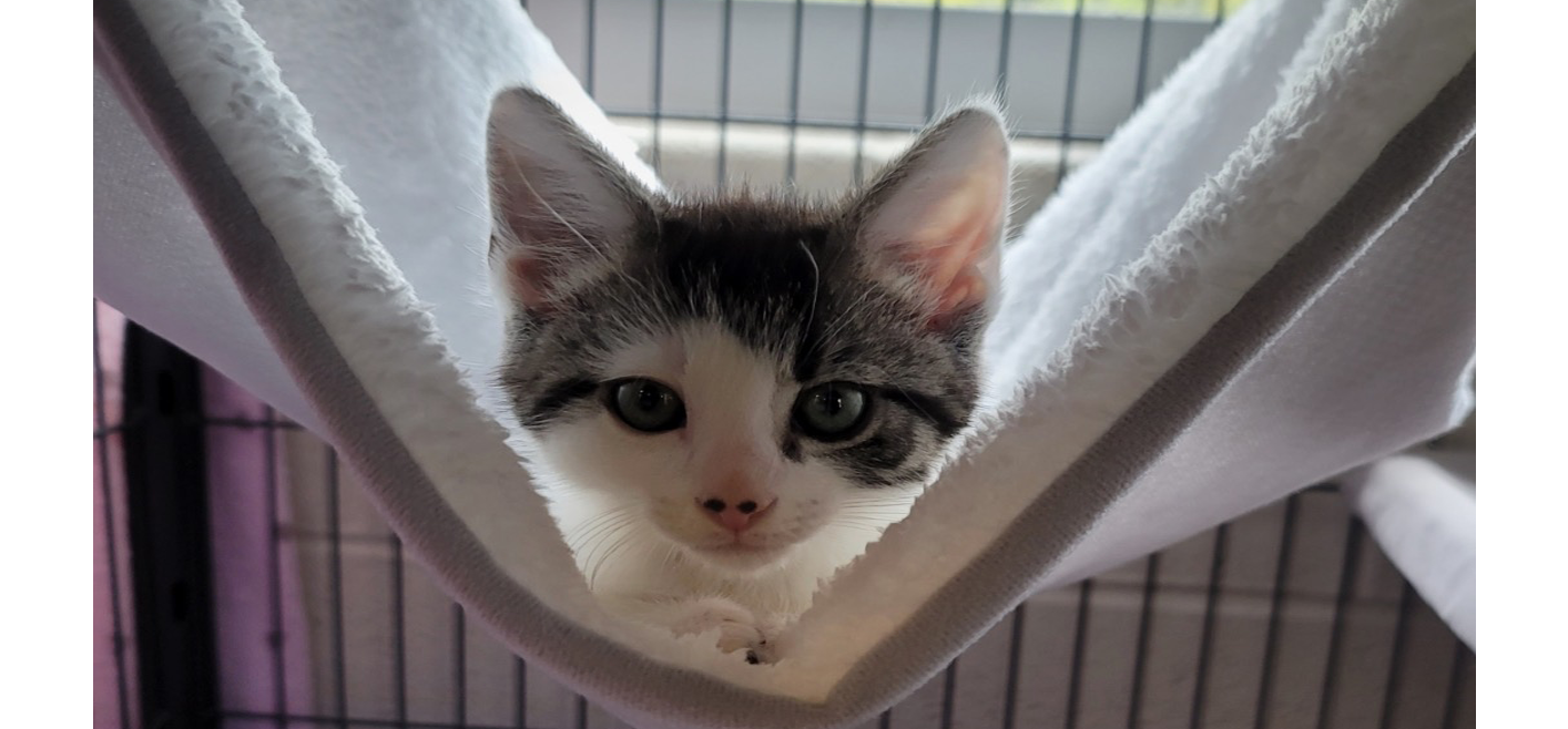 Black and white Kitty in a hammock in a cage.