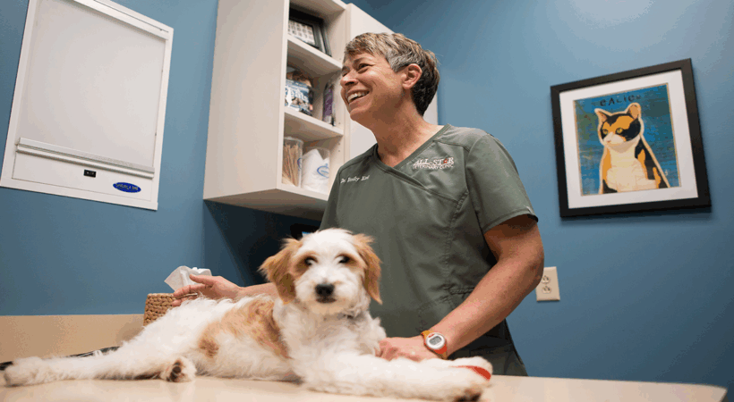 Emily King in her office examining a brown and white dog.