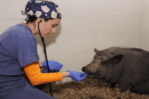 Chiara Hampton examining Wilma a Vietnamese potbellied pig that was treated at UTCVM Large Animal Hospital.