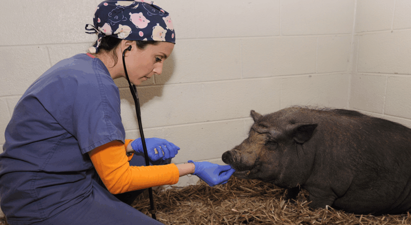 Chiara Hampton examining Wilma a Vietnamese potbellied pig that was treated at UTCVM Large Animal Hospital.