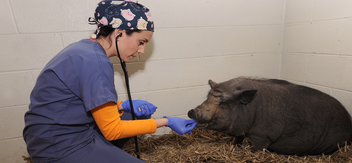 Chiara Hampton examining Wilma a Vietnamese potbellied pig that was treated at UTCVM Large Animal Hospital.