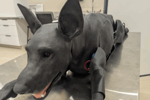 Syndaver dog model laying on a table in a clinic.