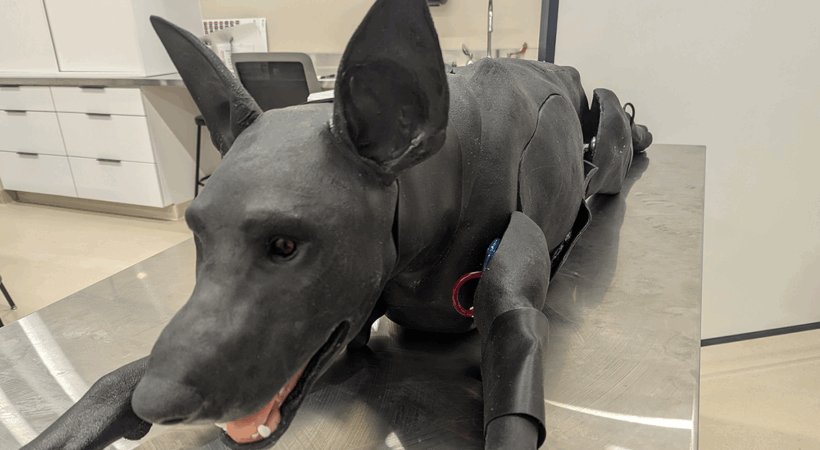 Syndaver dog model laying on a table in a clinic.