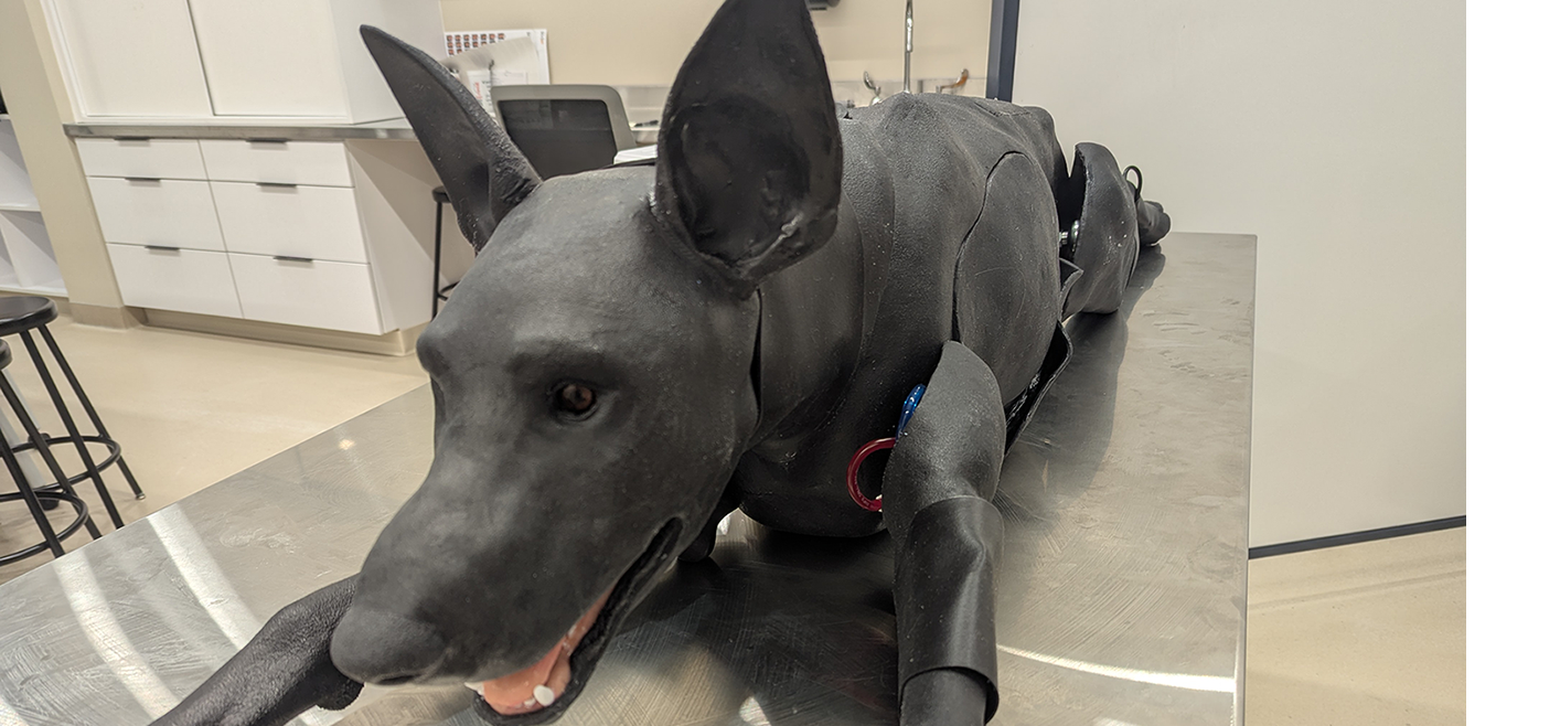 Syndaver dog model laying on a table in a clinic.