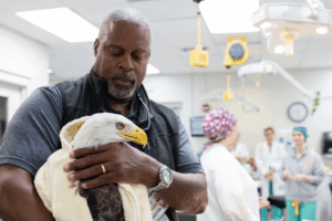 Dr. Mike Jones, professor emeritus, keeps Challenger calm while the surgical team prepares for his cataract surgery.